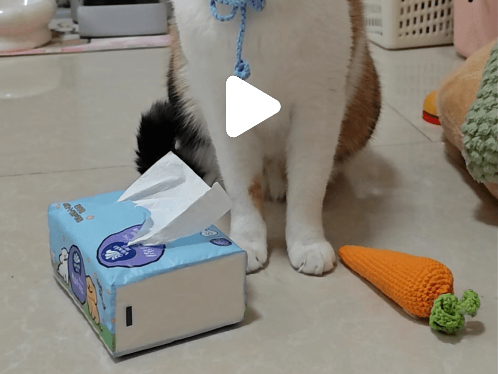 萝卜纸巾猫